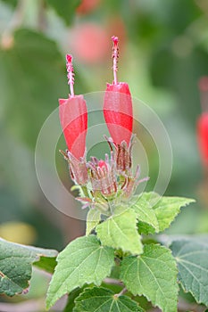 Scotchmans purse Malvaviscus arboreus, close-up red flowers