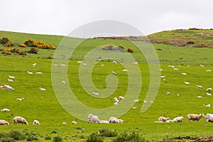 Scottish coast with sheeps in the fields
