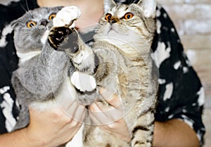 Scotish-fold blue bicolor and  Scottish straight tiger-tabi kittens in their hands