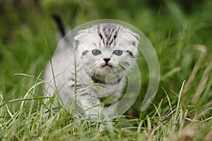Scotish fold kitten