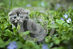 Scotish fold kitten