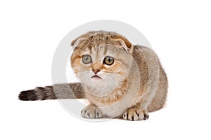Scotish fold kitten