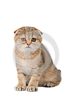 Scotish fold kitten