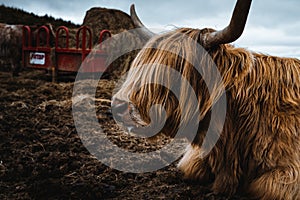 Scotish Higland cattle in the nature