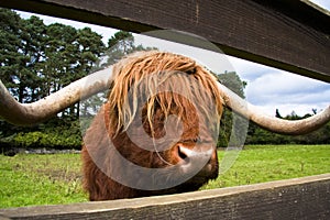 Scotland highland cattle