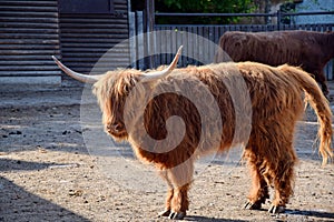 Scotland Highland Cattle Bos primigenius f. taurus Stock Photo