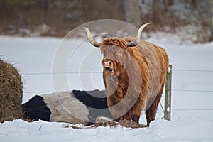 Scotland Highland Cattle