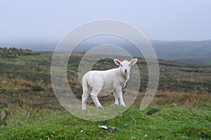 Scotland lamb