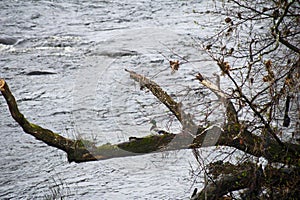 Scotland Mallard duck on the branch