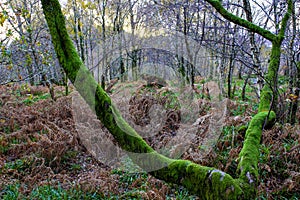 Scotland Mossed Forrest