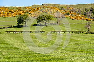 Scotland`s Ayrshire Farmlands with Young Lambs, Treelined hedges, Yellow Flowered Whin and a Blue Sky Behind Largs