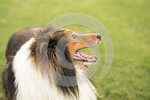 Scotland shepherd dog