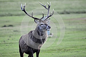 Scotland wildlife and landscapes Isle of Arran