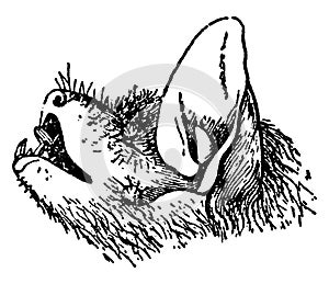 Scotophilus Emarginatus, vintage illustration