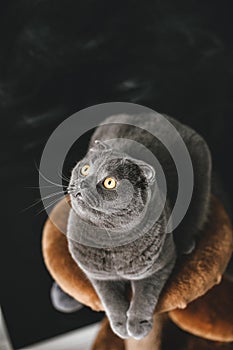 Scots lop-eared gray cat with big yellow eyes close-up on black background lying on stove