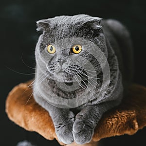 Scots lop-eared gray cat with big yellow eyes close-up on a black background