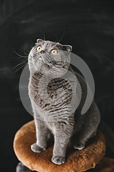 Scots lop-eared gray cat with big yellow eyes close-up on a black background sits and looks up