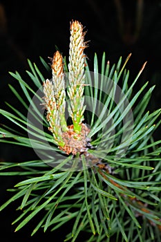 Scots Pine photo