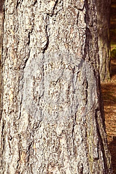 Scots pine bark close up detail