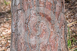 Scots pine bark in a close-up