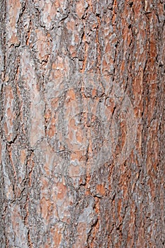 Scots pine bark in a close-up