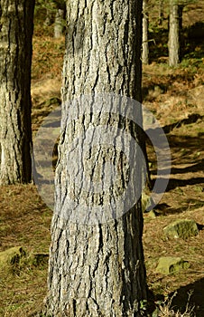 Scots pine bark in a forest in winter sunshine