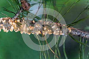 Scots pine blister rust cronartium flaccidum, a heteroecious rust fungus on a branch