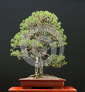 Scots pine bonsai photo