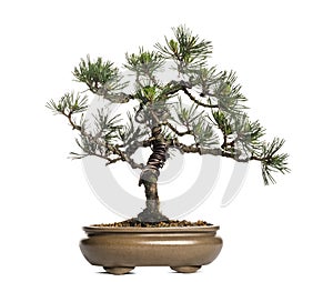 Scots pine bonsai tree, Pinus sylvestris, isolated photo