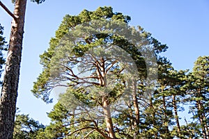 Scots pine in the Bosque de Valsain, Parque Nacional de la sierra de Guadarama photo