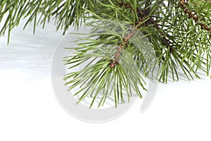 Scots pine branch closeup.