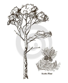 Scots pine and branch hand drawn vector