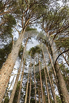 Scots Pine in Caledonian Forest at Abernethy in the Highlands of Scotland