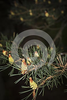 Scots Pine in Caledonian Forest at Abernethy in Scotland.