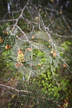 Scots Pine in Caledonian Forest at Abernethy in Scotland.