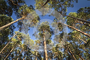 Scots pine canopy at Abernethy forest in Scotland.