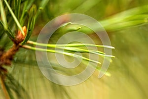 The Scots pine, closeup