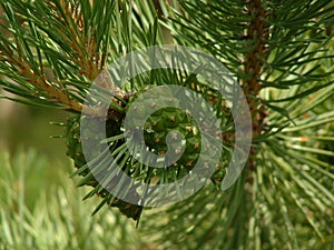 Scots pine cones