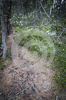 Scots pine cones and trail at Abernethy Caledonian forest in the highlands of Scotland.