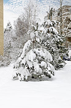 Scots pine covered with a snow in Vilnius