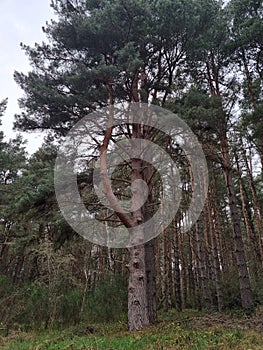 Scots pine in Culbin Forest, Scotland