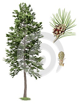 Scots pine photo