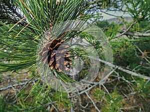 Scots pine Fir cone and needles. photo
