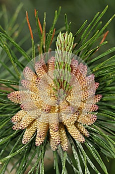Scots Pine Flowers