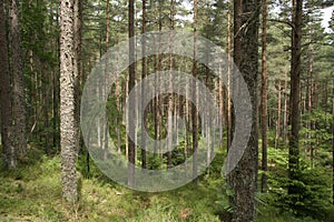 Scots pine forest photo