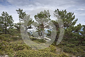 Scots pine forest