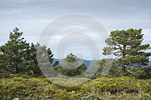 Scots pine forest