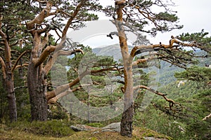 Scots pine forest