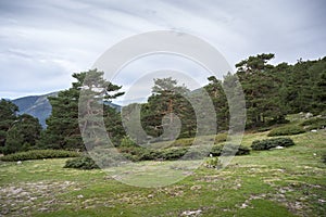 Scots pine forest