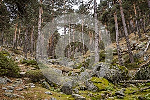 Scots pine forest